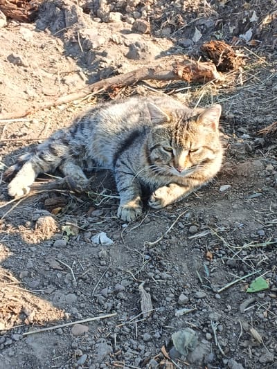 A tabby cat is lying on the ground in what appears to be a rural area in Strelka, Russia. The cat is in a relaxed position, with its body stretched out and its head resting on its paws. The ground is covered in dirt, small rocks, and dry grass, with some scattered twigs and leaves. The lighting suggests it is daytime, possibly late afternoon, as the sun is casting shadows. The cat's fur is a mix of gray, brown, and black stripes. The background is out of focus, but the overall impression is one of a natural, uncultivated environment.