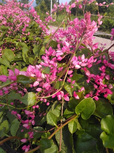 The image displays a close-up, outdoor view of a dense growth of flowering plants, identified as *Antigonon leptopus* (Coral Vine), in Houayyen, Laos. The foreground and midground are dominated by numerous clusters of small, five-petaled, vibrant pink flowers and heart-shaped to ovate green leaves. The plant stems are thin and reddish-brown. Natural sunlight illuminates the scene, casting subtle shadows among the foliage. In the blurred background, an unpaved light-colored path or road is visible, bordered by darker green distant foliage and what appears to be a clear sky above. No human subjects, animals, or specific man-made objects other than the path are discernible within the frame.