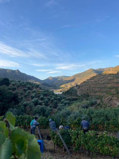 The image displays an agricultural landscape in a valley within Carrazeda de Ansiães, Portugal. Three adult individuals are depicted in the foreground, engaged in manual labor among rows of grapevines. The leftmost person wears a light-colored shirt, dark cap, and a blue backpack, bending over the vines. A blue collection bin rests on the ground beside them. The middle individual, wearing a grey long-sleeved shirt and dark cap, is also bending over the vines. The rightmost person wears a dark long-sleeved shirt, a light-colored hat, and a waist bag, similarly occupied with the grapevines.
The vineyard consists of green-leaved grapevines supported by a trellis system of wooden posts and wires. Beyond the immediate foreground, the mid-ground and background reveal steep, terraced hillsides densely cultivated with olive groves and additional terraced vineyards. A body of water, consistent with a river or reservoir, is visible in the valley's base, spanned by a bridge. The sky above is clear blue with scattered wispy white clouds. The scene is illuminated by natural sunlight, with distinct shadows suggesting either early morning or late afternoon light conditions.
