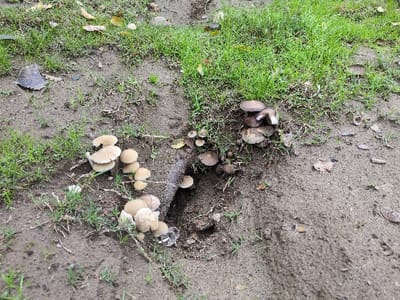 A cluster of fungi grows near the entrance of a burrow in the ground. Additional groups of mushrooms are also seen on either side of the hole. The area around the hole is mostly bare dirt, transitioning into patches of green grass and scattered leaves. Some mushrooms have light caps, while others have darker caps. A small portion of a tree root is visible along the edge of the burrow.