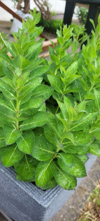 The image shows a close-up view of lush green hydrangea leaves in a dark gray planter. The leaves are wet, with visible water droplets, suggesting recent rain. The edges of the leaves have a slight purple hue. In the background, out of focus, are hints of wooden structures and possibly other vegetation. The planter appears to be situated outdoors, possibly in a garden or on a patio. The context of Dietzenbach, Germany, suggests this is likely a residential or public garden setting within that city. There are no people or animals present in the image.