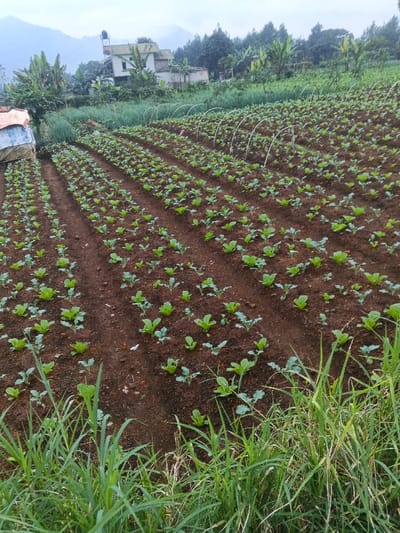 A field of young cabbage plants grows in neat rows, their green leaves contrasting with the dark brown soil. White arched supports stand over the furthest rows. In the background, a house with a water tank on the roof is visible, along with lush green trees and a distant mountain range under a cloudy sky. Tall grass and weeds fringe the bottom of the image, obscuring some of the plants.