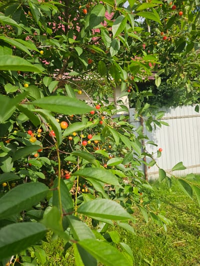 The media file shows a close-up, high-angle view of a cherry tree laden with ripe red and yellow cherries. The cherries are clustered on branches amidst lush green leaves. In the background, there's a hint of a light-colored, possibly wooden structure, and green grass. The scene appears to be outdoors on a sunny day, suggested by the bright lighting and distinct shadows. The abundance of fruit indicates it's likely summertime in Gornye Moriny, Russia, during the harvest season. There is no visible text in the image. The focus is on the natural beauty of the fruit-bearing tree.