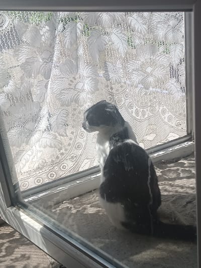 The image shows a black and white cat sitting on a sandy surface in front of a window covered by a white lace curtain. The cat is facing away from the camera, looking out the window. The sun is shining through the curtain, creating dappled light and shadows on the cat and the floor. The cat appears to have some white residue on its fur. The window frame is visible, and it looks like it's part of a building. The location in Parkany, Moldova, is not discernible from the image itself.