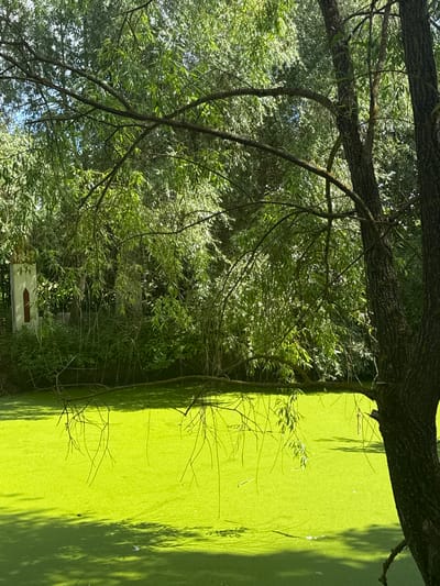 This image depicts a serene pond covered in a thick layer of bright green duckweed, reflecting the lush foliage of surrounding trees. On the left bank of the pond, a small, white structure with a pointed roof and a dark arched doorway is partially visible, set against a backdrop of dense greenery. The foreground is dominated by the dark, textured bark of a large tree trunk, with its branches extending into the frame, casting dappled shadows on the water's surface. The overall impression is one of a quiet, natural landscape within a park or garden setting. This scene is located in the city of Yunost', Russia, likely within a park or along a natural waterway, given the presence of the pond and the surrounding vegetation. There are no people or animals visible in the image.