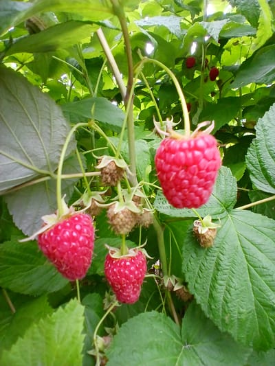 A close-up, eye-level shot depicts a cluster of ripe raspberries hanging from a plant amidst lush green foliage. The raspberries are a vibrant red, with their characteristic drupelets clearly visible. Some are fully formed and plump, while others are smaller or still developing, evidenced by the presence of brown, seedy cores. The leaves are broad and serrated, with visible veins. The overall impression is one of natural abundance and ripeness. The scene is set outdoors, suggesting a garden or natural environment. No people are present in the image, and the focus is entirely on the fruit and plant. The lighting appears to be natural daylight, creating soft shadows and highlighting the textures of the raspberries and leaves. The location is identified as Кош-Дөбө, Kyrgyzstan.