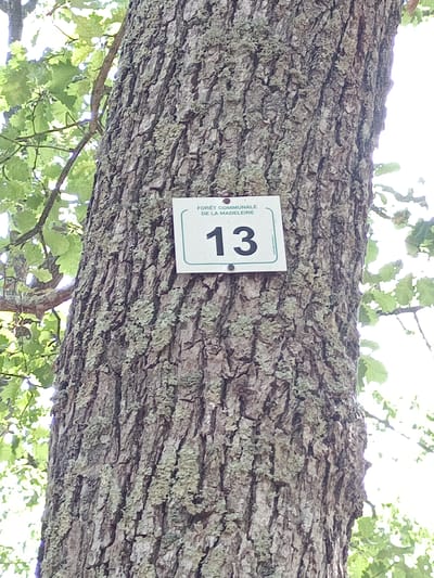 The image shows a close-up of a tree trunk with a white sign attached to it. The sign has a light green border and contains text and a large number. The text above the number reads "FORÊT COMMUNALE DE LA MADELEINE". The number "13" is prominently displayed in black, centered on the sign. The tree bark is rough and textured, with patches of lichen. Green leaves and branches are visible in the background, suggesting an outdoor environment. This sign likely indicates a numbered tree within the Madeleine communal forest, which is a designated area in Évreux, France.