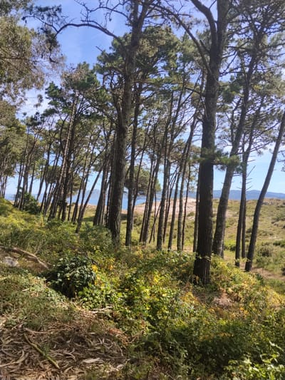 The image depicts a dense forest of pine trees, with their trunks standing tall and thin against a clear blue sky. The ground is covered in a thick layer of undergrowth, with lush green bushes and scattered dry leaves and branches. In the background, a body of water, likely the sea, is visible beyond a sandy dune. Distant hills can be seen across the water, suggesting a coastal landscape. The overall impression is one of a natural, serene environment, possibly a park or a natural reserve. This scene is characteristic of many areas in the city of Vigo, Spain, particularly those along its extensive coastline which features numerous pine forests and natural parks.