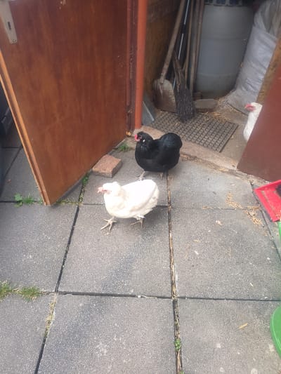 Two chickens, one black and one white, are standing on a paved area in Gensungen, Germany. The chickens are the primary subjects of the image. The black chicken is facing to the left, with its body mostly obscured. The white chicken is facing towards the viewer, with its head slightly tilted down. Its feet are visible, and it appears to be pecking at the ground.
The paved area is made of large, dark gray interlocking tiles, with visible cracks between them. Some dry grass and small green plants are growing in the cracks. To the left of the chickens, a wooden surface is visible, possibly a table or a lid of some kind. Behind the chickens, on the left side of the image, there are some gardening tools, including a broom and a shovel, leaning against a wall. Further in the background, there is a large, grey cylindrical object, possibly a water tank or bin, covered with some white material. A white chicken is partially visible in the upper left corner, behind the gardening tools. A red dustpan and brush are visible on the ground in the upper center of the image.
The overall scene appears to be an outdoor area, possibly a yard or a chicken coop. The lighting suggests it is daytime, and the weather appears to be fair, with no signs of rain. There is no visible text in the image. The chickens appear to be calmly going about their activities.