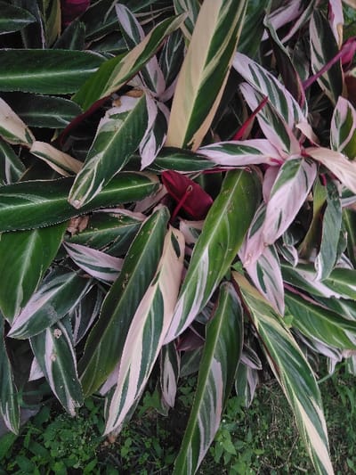 The image displays a dense cluster of variegated foliage, consistent with a plant species such as *Stromanthe sanguinea* 'Triostar' or similar ornamental. The leaves are elongated and lanceolate, exhibiting a complex pattern of coloration including dark green, light green, cream, white, and varying shades of pink and magenta. Some leaves feature prominent cream or light green stripes against a dark green base, while others show substantial pink or magenta variegation, particularly on newer growth and petioles, with hints of deep reddish-purple visible at their bases. The plants are rooted in visible dark soil, with sparse green ground cover, consisting of small herbaceous plants and grass, present at the bottom of the frame. No individuals, animals, or man-made structures are visible. The precise location within Kamnik, Slovenia, cannot be determined from the provided visual evidence.