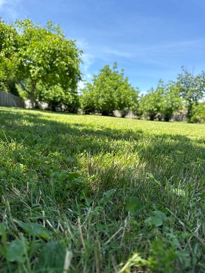 The image depicts a grassy field with trees in the background under a blue sky with light clouds. The foreground is dominated by long grass and weeds. Further back, the grass appears shorter and well-maintained, resembling a lawn. A row of trees partially obscures a fence-like structure in the distance. The location is likely Madara, Bulgaria, but there are no landmarks to conclusively confirm the location. There are no people or animals visible in the image. The scene presents a natural environment.