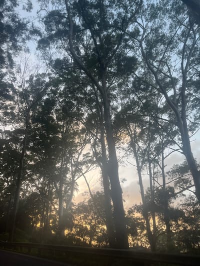 The image displays a natural landscape in Stanwell Park, Australia, captured at either sunrise or sunset. The scene is dominated by numerous tall, slender trees, likely eucalyptus, whose dense canopies and dark trunks are silhouetted against a luminous sky. The sky transitions from light blue-grey at the top to a prominent golden-orange glow towards the horizon, indicating low sun illumination. Patches of clouds are visible amidst the trees, illuminated by this warm light. In the lower portion of the frame, a dark metal guardrail runs horizontally above a dark, paved surface consistent with a road. No individuals, animals, specific actions, or interactions are visible within the depicted environment.