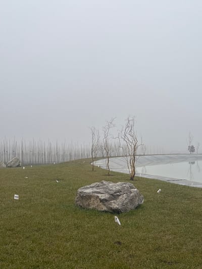 The scene depicts an outdoor landscape in Зеленогорское сельское поселение, Ukraine, observed under conditions of dense fog. The foreground features a gently sloping expanse of green grass. A large, irregular gray boulder rests centrally in the mid-foreground, with numerous small white markers, some displaying visible dark text or barcodes, scattered across the turf. Further back, a line of three leafless trees with distinctively gnarled, light brown branches stands along the edge of a calm body of water, possibly an artificial pond, whose dark liner is visible. The water's surface reflects the uniformly gray, foggy sky. To the left, a dense array of thin, vertical poles or saplings forms a barrier along a curved embankment, with a second, lighter-colored boulder partially visible on the upper left slope; these elements recede into the heavy mist. The dense fog severely restricts visibility, obscuring the distant horizon and all but the faint outline of a single tree on the far bank of the water. No individuals are present, and no specific actions or interactions are depicted.