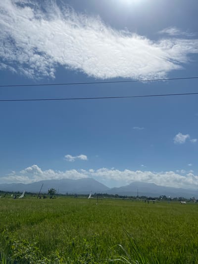 The image depicts a vast, vibrant green rice paddy field under a bright, clear blue sky. A large, wispy cloud formation stretches across the upper portion of the sky, with the sun's glare prominently visible in the top right corner. In the distance, a range of hazy, layered mountains forms the horizon, partially obscured by a band of clouds. The foreground of the field is filled with lush green rice stalks, with some taller, wilder grasses growing in the extreme foreground on the left. Several white flags on poles are scattered throughout the field, and a few distant figures on motorbikes can be seen. The overall impression is one of a peaceful, rural landscape in Jembrana, Indonesia, likely during daytime given the strong sunlight and clear sky.