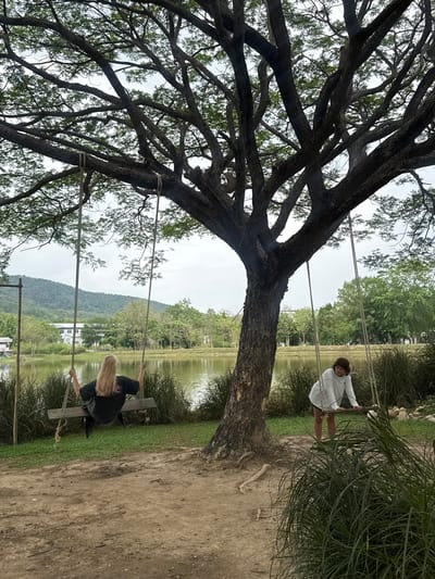The scene is a view of a waterside recreation area in Ban Huai Sai, Thailand. A large, mature tree dominates the left side of the image. Several people are shown using the swings that hang from the tree’s branches, with the lake and surrounding vegetation in the background. Two people are visible: one person, dressed in black, is on a swing at the lower right, while another person, wearing a white top, is on a swing in the upper right, near a bank of reeds and grass. The area is a dirt path with grassy areas leading to the water’s edge.
