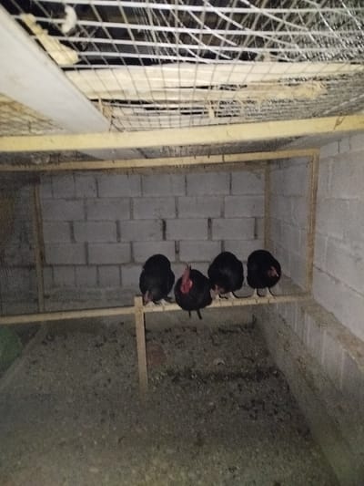 The image displays an indoor enclosure, most likely a chicken coop or pen, with four dark-feathered chickens roosting inside.
The central subjects are four chickens, predominantly black or very dark brown, positioned in a line on a wooden perch. They are facing generally towards the right side of the frame, with their bodies appearing plump and their heads tucked in, characteristic of chickens at rest or sleeping. One chicken, second from the left, shows a clearer profile of its head with a red comb and wattle, suggesting it might be a rooster or a hen with prominent facial features. The chickens are spaced out along the wooden bar, each gripping it with their feet.
The enclosure itself is constructed with light-colored, possibly white or light grey, cinder blocks forming the back and right walls. The blocks are arranged in a typical horizontal pattern. A wooden frame or support structure runs along the top edges of these walls. The floor of the enclosure is a flat, earthy surface, appearing to be dirt, sand, or a similar bedding material, with some variations in texture and shade.
Above the main area where the chickens are, there is a ceiling made of wire mesh, stretched across a wooden framework. This mesh appears to be somewhat sagged in places and has some light-colored material, possibly insulation or debris, resting on top of it. The wooden framework supporting the mesh extends across the top of the image.
The lighting in the image is dim, casting a somewhat shadowy atmosphere within the enclosure, which could suggest it's nighttime or that the space is not brightly lit. There is no visible text in the image. The overall impression is that of a functional, rustic environment for poultry.
