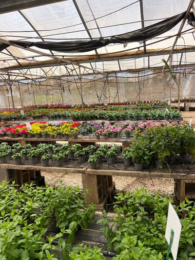 The image shows a greenhouse in Bnei Zion, Israel, located at the coordinates 32.224 latitude and 34.863 longitude. The greenhouse is filled with various plants, including rows of small potted flowers and larger potted plants in the foreground. There is a partially torn black tarp hanging from the roof of the greenhouse. There are black hoses and wires running across the ground throughout the greenhouse. In the background, there are more rows of plants in pots. The plants in the foreground are arranged in rows on benches constructed of cinder blocks. There is a white sign in the bottom right corner of the image. The overall scene is one of a busy nursery or plant supplier.