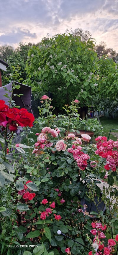 This media file depicts a lush garden scene with a focus on various rose bushes in bloom. The dominant subjects are clusters of pink and red roses, showcasing different stages of bloom from buds to fully opened flowers. Interspersed among the roses are abundant green leaves, creating a vibrant and full visual. In the background, a large tree with green foliage and small white blossoms is visible, along with hints of other greenery and structures. The overall setting suggests a garden in a rural or suburban environment, likely a backyard.
The image appears to capture a moment of natural beauty in the garden, with the roses being the primary focus. There are no people or active events taking place. The composition is dense with plant life, emphasizing the abundance and health of the garden.
Notable details include the variety of rose colors and sizes, suggesting a well-maintained garden with different rose cultivars. The lighting suggests it might be late afternoon or early evening, given the soft light and slightly muted tones. The presence of what appears to be a string of small outdoor lights with a white bulb also indicates a garden setting, possibly prepared for evening use. The date stamp "30. Juni 2026 20:15" provides specific temporal context. Although the location context is Hummeltal, Germany, there are no specific visual cues within the image that pinpoint this exact location. The overall emotion conveyed is one of peacefulness and the appreciation of nature's beauty.