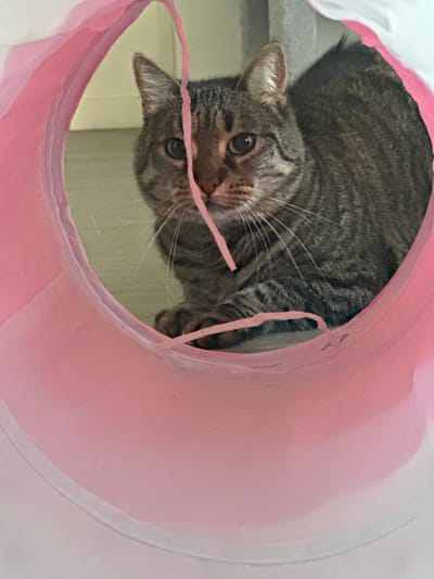 A tabby cat is captured in a close-up, eye-level shot, peeking out from within a pink, cylindrical play tunnel. The cat, with its distinctive gray and brown striped fur, has its head slightly tilted, and its large, curious green-gold eyes are directly focused on the viewer. A thin, crinkled pink string or toy is held near its nose and mouth, suggesting it is actively playing or investigating.
The perspective is from inside the tunnel, looking out, with the vibrant pink interior forming a prominent, slightly angled frame around the cat's head and a portion of its body. The cat's front paws are visible at the bottom of the frame, resting within the tunnel. The background beyond the tunnel appears to be a softly blurred indoor environment, showing light-colored walls or furniture, implying a domestic setting. The lighting is bright and even, consistent with daytime. The image conveys a sense of playful curiosity from the cat. No visible text is present in the image. The photograph was taken in Châtenay-Malabry, France.