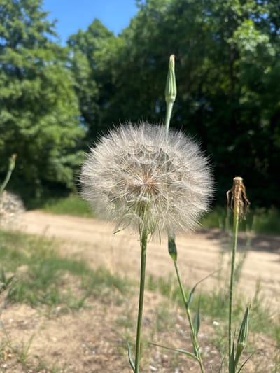 This media file is a vertical, close-up photograph of a dandelion seed head, also known as a puffball or blowball. The seed head is the primary subject, dominating the center of the frame. It is white and fluffy, with numerous feathery seeds radiating outwards. To the left of the seed head is a green, unopened bud of the same plant. Further to the left, blurred in the background, are green trees and a clear blue sky, suggesting an outdoor setting. To the right of the seed head, the background is a blurred dirt path or road, with some green grass and dry earth visible. The lighting suggests it is daytime, likely sunny, given the bright white of the dandelion and the shadows cast by the foreground plant onto the background. There is no text visible in the image. The location context is Dzierżenin, Poland. The image appears to capture a moment of nature in a rural or semi-rural environment. There are no people or animals present. The overall mood is serene and natural.