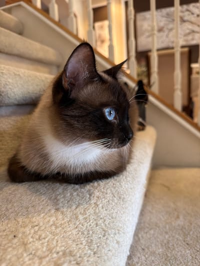 A close-up, eye-level shot shows a Siamese cat with striking blue eyes resting on a carpeted stair. The cat's fur is a mix of dark brown and cream, with white whiskers. The background is blurred, but shows a wooden banister and a staircase leading upwards. The scene appears to be indoors, likely in a residential setting. The image was taken in Riverview, United States of America.
