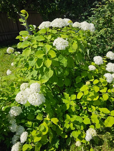 The image depicts a vibrant blooming hydrangea bush in Chukholovo, Russia, on a sunny day. The bush is laden with large, white, spherical flower clusters, some of which are still developing, showing a pale green hue. The leaves of the hydrangea are a lush, bright green, illuminated by the sunlight, creating a dappled effect with shadows. In the background, a rustic wooden fence runs horizontally, partially obscured by dense green foliage and the branches of a mature tree. The ground beneath the bush is covered in green grass. The scene is static, with no human presence or activity.
