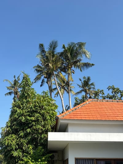 The image shows a view of a tropical scene, likely in Cemagi, Indonesia. The sky is clear and blue. Several palm trees with coconuts are visible against the sky. Part of a building with a red tile roof and white walls is present in the frame. Lush green vegetation surrounds the building. A window on the building is partially visible.