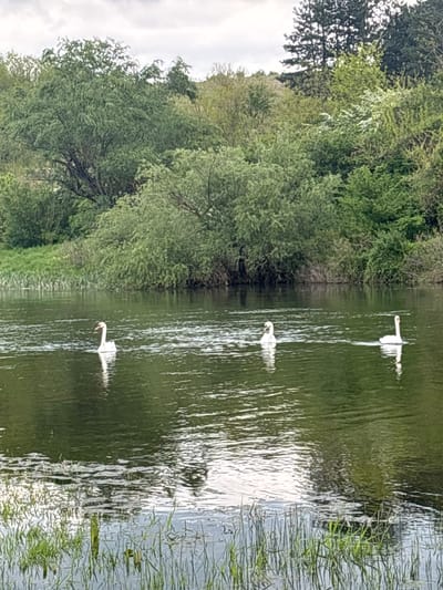 The image shows a waterway in Beli Brod, Bulgaria, with three swans swimming in a line. Lush green trees line the left bank, while tall grasses grow on the right. The water reflects the sky and surrounding vegetation.