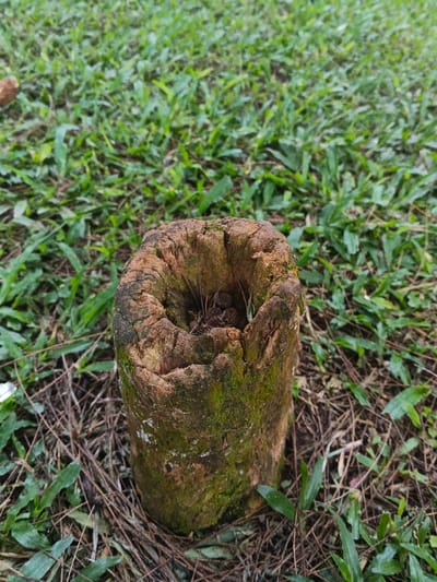 A hollow, weathered, cylindrical wooden stump, approximately 30-40 centimeters in height and 15-20 centimeters in diameter, stands vertically in an outdoor environment in Masaiti, Zambia. The stump exhibits extensive decay, featuring a fissured, brown-grey exterior partially covered with green moss and lichen. Its internal cavity contains multiple small, dark, dried seed cones and scattered botanical debris. The object rests on a ground surface predominantly covered by short green grass, with numerous brown, desiccated pine needles and other organic matter present, particularly at the base of the stump. The background consists of blurred green grass. No individuals, animals, or observable actions are present in the scene.