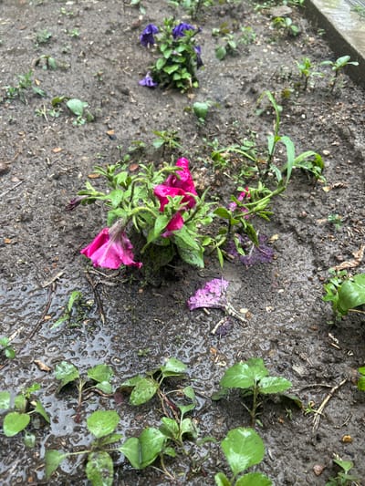 The media file shows a close-up, top-down view of wet, dark soil with several small plants and flowers. The plants are in various stages of growth and bloom, with some featuring vibrant pink and purple petals. The ground appears muddy and saturated with water, indicating recent rainfall. Several leaves are scattered across the soil, and some small twigs or debris are also visible. The overall impression is of a garden or outdoor area after a rain shower. There is no visible text or any indication of people. The lighting suggests it might be daytime. The location context "Oral, Kazakhstan" implies an outdoor setting in that region.