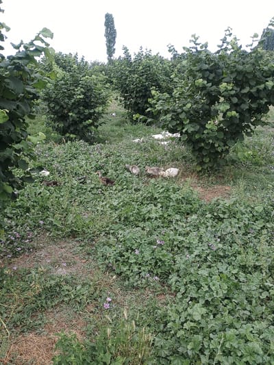 In the city of Duztahiroba, Azerbaijan, a natural scene unfolds amidst a hazelnut orchard. The foreground is densely carpeted with green foliage, dotted with small purple flowers, and interspersed with patches of dry straw. Several ducklings, varying in shades of brown and white, are scattered across this ground cover. One duckling stands out with its brown plumage and yellowish beak, while others huddle together. In the mid-ground, more hazelnut trees create a dense green canopy, with hints of white objects partially obscured by the vegetation. The background features a tall, slender tree reaching towards an overcast sky, adding a vertical element to the predominantly horizontal landscape. The overall impression is one of rural tranquility, with the young ducks adding a touch of life to the cultivated orchard environment.