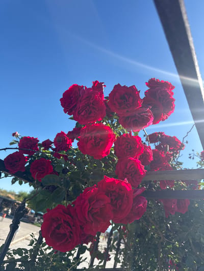 In Derinkuyu İlçe Merkezi, Turkey, a cluster of vibrant red roses is in full bloom, captured against a clear blue sky. The roses are densely packed, with multiple layers of petals creating a full and velvety appearance. Sunlight streams down, casting a bright glow on the flowers and creating lens flares that streak across the upper portion of the image. A dark, vertical metal structure, possibly part of a fence or trellis, bisects the right side of the frame, partially obscuring the flowers and the sky. Green foliage from the rose bushes and other plants forms a verdant backdrop, with glimpses of what appears to be an outdoor area with paved ground and distant structures, hinting at an urban or park-like setting. The perspective is from below, looking up at the roses and the sky.