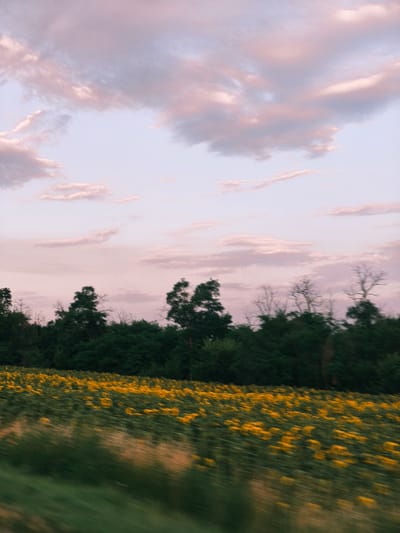 The image depicts a blurry, impressionistic view of a sunflower field in the city of Yamki, Russia, under a soft, pastel-colored sky. The foreground is dominated by a vast expanse of yellow sunflowers, their forms blurred by motion, suggesting a moving vehicle or wind. Beyond the field, a dense line of dark green trees forms a natural border, with some sparser trees and bare branches visible amongst them. The sky above is a pale lavender and pink, filled with wispy, soft clouds that reflect the warm tones of the sunset or sunrise. There are no people or animals visible in the frame.