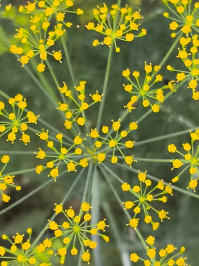 The image is a close-up, overhead view of a dill flower in bloom, characterized by its delicate, yellow florets arranged in an umbrella-like pattern, known as an umbel. The background is a soft, out-of-focus green, suggesting a natural environment. One small, dark insect is visible on one of the flower's umbels. The image does not provide any information about the city of Dobrogea Veche, Moldova, nor does it depict any people, actions, or interactions.