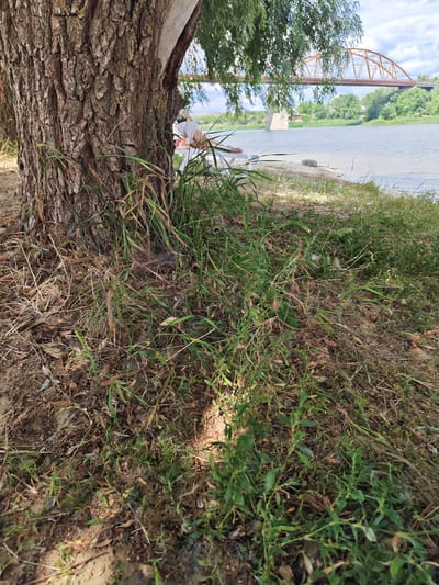 The image depicts a close-up view of the base of a large tree trunk, with its rough bark dominating the left side of the frame. Green and dry grass, along with fallen leaves and twigs, cover the ground around the tree's roots. In the background, a person in a white shirt is partially visible, sitting near the water's edge. A river flows beyond the bank, and a bridge with an orange-brown metal structure spans the water. The sky above is partly cloudy. The scene appears to be located in Belaya Kalitva, Russia, likely along the banks of the Seversky Donets River, given the presence of the distinctive bridge.