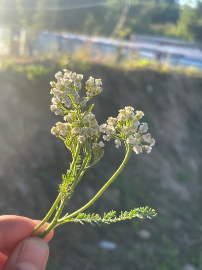 A person's thumb and forefinger are visible on the left side of the frame, holding a stem of a white flower. The flower is composed of numerous small white florets clustered together at the top of the stem. The stem is green and has feathery green leaves. The background is out of focus and appears to be a natural landscape with some man-made structures visible in the distance. The lighting suggests it is either sunrise or sunset, with sunlight creating a lens flare effect in the upper left corner of the image. The scene is not identifiable as being in the city of Торковичи, Russia, or any specific location.