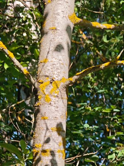 The image shows a close-up of a tree trunk and branches covered in bright yellow lichen. The tree is surrounded by lush green foliage, and the background shows hints of a blue sky. The bark of the tree is a rough, light gray, and the lichen grows in patches and streaks on its surface, as well as on the branches. The sunlight casts shadows on the trunk, creating a dappled effect. This scene appears to be in a natural setting, possibly a park or a forest, and there is no indication of it being specifically in the city of Ковригино, Russia. There are no people or animals visible in the image.