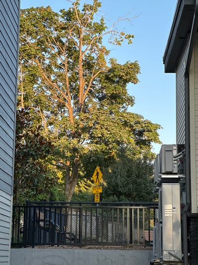 In Lynnwood, United States, a photograph captures a scene with a large tree prominently featured, its branches illuminated by sunlight against a clear blue sky. To the left, a portion of a building with gray siding is visible. On the right, another building with white siding and a dark roof overhang is present, adjacent to several stacked air conditioning units. In the foreground, a black metal fence encloses an area with some outdoor furniture partially visible behind it. A yellow diamond-shaped sign displaying a pedestrian symbol and the text "RAISED CROSSWALK AHEAD 15 MPH" is posted near the fence. The ground behind the fence is covered with scattered leaves.