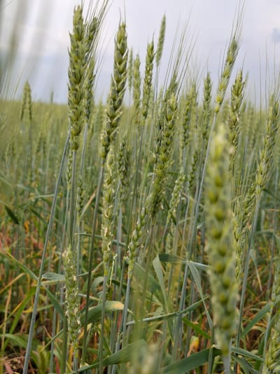 The image shows a close-up of a wheat field with ripening wheat stalks against a cloudy sky. The focus is on the green wheat heads, some of which have developed grains. The field appears to be located in the Avangard Rural District of Kazakhstan. The perspective is from ground level, looking up at the wheat stalks and the sky. The lighting is soft and diffused due to the overcast conditions. The overall impression is one of agricultural abundance and the early stages of grain maturation. There are no people or animals visible in the image, and the focus is solely on the natural environment.