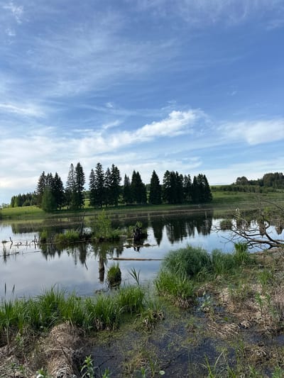 The image shows a calm body of water reflecting the sky and trees. The sky is a light blue with wispy clouds. A line of evergreen trees is reflected in the water, along with some brush and dead branches. The shoreline is vegetated with tall grass and weeds. There is no evidence to support that the image is of Bormist, Russia.