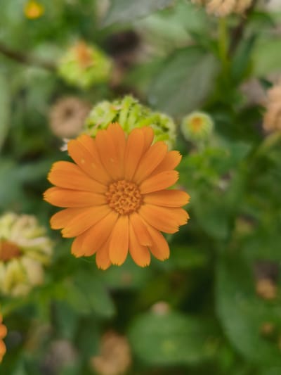 An extreme close-up shot focuses on a single, vibrant orange calendula flower, its petals fanned out symmetrically around a textured central disc. The flower is positioned slightly off-center to the right. The background is a soft, blurred tapestry of green foliage, with hints of other plant elements and unfocused blossoms in shades of yellow and muted green, suggesting a garden setting. The overall impression is one of natural beauty and tranquility, with the sharp detail of the calendula contrasting against the bokeh effect of its surroundings. The image is devoid of any human presence or discernible urban elements, conveying a sense of being immersed in nature.