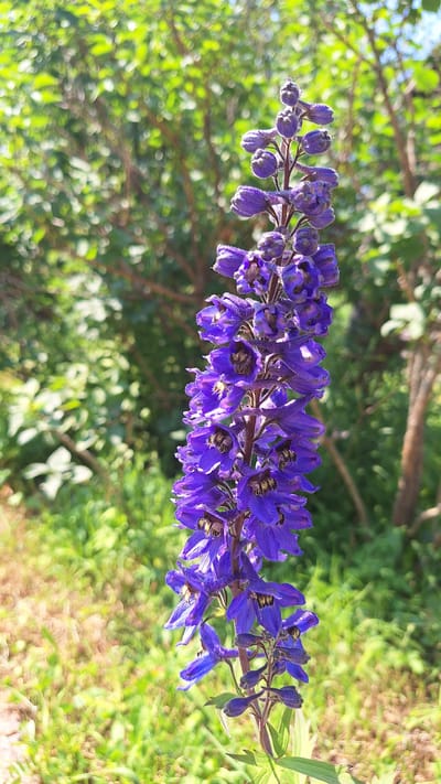 A tall stalk of vibrant purple delphinium flowers stands in the foreground, its many blooms arranged in an ascending spire. The flowers are a deep, rich purple, with some appearing as tightly closed buds at the top, while others are fully open, revealing dark centers and delicate petals. The stalk itself is a rich brown, with hints of green leaves emerging from its base.

The background is a soft blur of green foliage and tree branches, suggesting an outdoor setting, possibly a garden or park. The sunlight filters through the leaves, creating a dappled effect. The ground below the flowers is covered in green grass and some dry, brown foliage, adding texture to the scene.

The overall impression is one of natural beauty and vibrant color, with the delphinium being the clear focal point. No people or animals are visible in the image. The image appears to be a close-up photograph taken in a natural outdoor environment, likely during daylight hours.