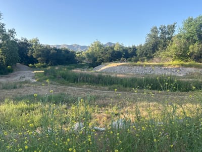 The image captures a natural scene within Oak Park, California. A landscape dominated by wild vegetation including tall grasses, flowering plants with small yellow blossoms, and scattered scrub, fills the foreground. The background features a dry riverbed with established trees lining its banks and low mountains visible in the distance under a clear, blue sky. A man-made stone retaining wall runs through the mid-ground, suggesting some human intervention in the natural landscape, and a path can be discerned winding alongside the dry riverbed. No people are visible within the frame.