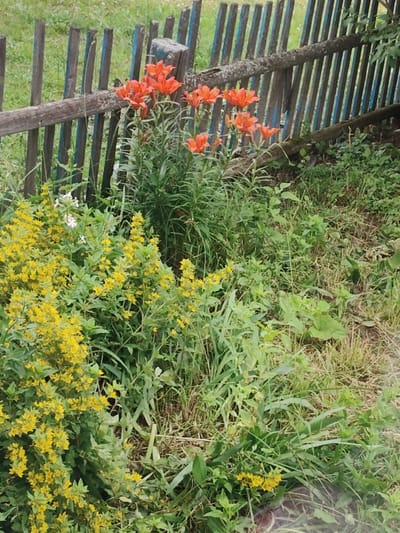 This media file depicts a close-up view of a rustic wooden fence in Shaklei, Russia. The fence, constructed from vertically placed, weathered wooden posts with some blue paint remnants and a horizontal wooden rail, borders a garden. In front of the fence, a vibrant display of flowers adds color to the scene. Prominent are bright orange lilies, their petals slightly curled, standing tall amidst lush green foliage. To the left and in the foreground, clusters of small, bright yellow flowers bloom abundantly, creating a dense, flowering bush. A few delicate white flowers are also visible interspersed within the greenery. The overall setting appears to be an outdoor garden or yard, likely during daytime given the natural light. The scene is peaceful and natural, showcasing the beauty of wildflowers and a weathered, functional fence, suggestive of a rural or suburban environment in Russia. There is no visible text in the image.