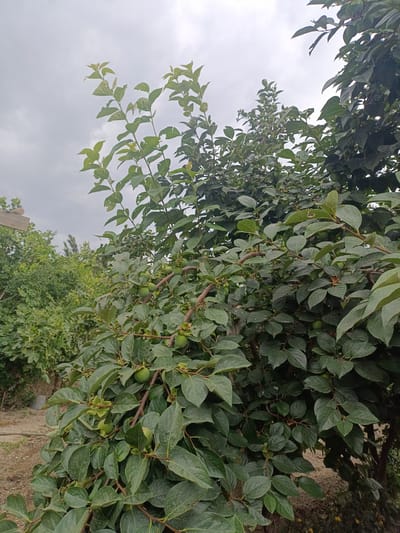 This media file depicts a close-up view of a leafy tree with green fruits, likely persimmons, on its branches. The tree is lush with dark green foliage, and several small, round, green fruits are visible scattered amongst the leaves. The branches are brown and appear sturdy. In the background, other trees and foliage can be seen, suggesting a natural or garden setting. The sky above is overcast with grey clouds, indicating a cloudy day. The ground beneath the tree is visible in the lower left, appearing to be dirt or soil. There are no people or animals visible in the frame. The image seems to be taken outdoors during the daytime, with the lighting consistent with cloudy weather. The location context provided is Tash-Dobo, Kyrgyzstan. There is no visible text in the image.