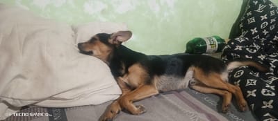 A dog lies prone on a bed. Its head rests on a white pillow, and its body extends across a striped sheet. A green bottle sits beside the dog, and a black and white patterned blanket is behind it. The environment appears to be an indoor setting, likely a bedroom. It is not possible to confirm the location in the city of Bereg Kubani, Russia, from the given image.