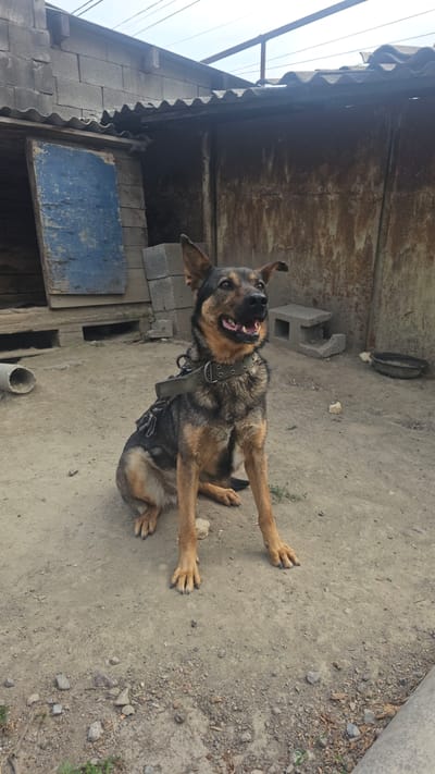 A medium-sized dog with tan and black fur is lying on its back on a dirt ground in an outdoor, rustic setting. The dog is looking up and to the left, with its mouth open and tongue slightly visible, appearing to be panting or excited. It's wearing a green collar with metal eyelets and a leash attachment. The dog's legs are extended upwards, with its paws clearly visible.
The background suggests a somewhat rundown yard or open area. To the left, there's a corrugated metal roof over some cinder block structures. A weathered blue wooden plank is leaning against one of these structures. Further back, a rusty metal wall is visible. The ground is predominantly dirt and small gravel.
The scene appears to be outdoors during daylight, though the overhead structure casts some shadows. The weather seems to be dry. The overall impression is one of an animal in a simple, possibly rural, environment. There is no visible text in the image.