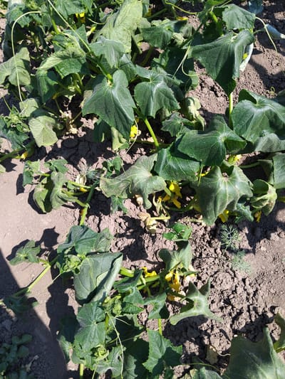 The image shows a close-up, top-down view of a cucumber plant growing in soil. The plant has large, dark green leaves with a slightly fuzzy texture. Several yellow cucumber flowers are visible among the leaves. The soil is a light brown, dry, and appears to be tilled. Some shadows are cast on the ground, suggesting it is daytime with the sun at an angle. The scene is outdoors, likely a garden or a field. There is no text visible in the image. The overall impression is that of a healthy, growing plant in its natural environment.