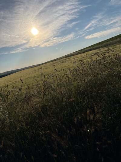 An outdoor, horizontal, eye-level shot shows a vast, golden field of grain sloping upward from the viewer's right to the left. The field is dense with tall grasses and stalks, some with seed heads, in the foreground and middle ground. The sun, a bright, hazy orb, is positioned in the upper left quadrant of the sky, filtering through wispy, white clouds against a pale blue sky. A faint contrail is visible in the sky. The field extends into the distance, meeting a dark green, gently curving hillside on the far left. The scene appears to be an agricultural landscape in or near Ovcha Mogila, Bulgaria, possibly during late afternoon or early evening given the sunlight. There are no people or animals visible in the image.