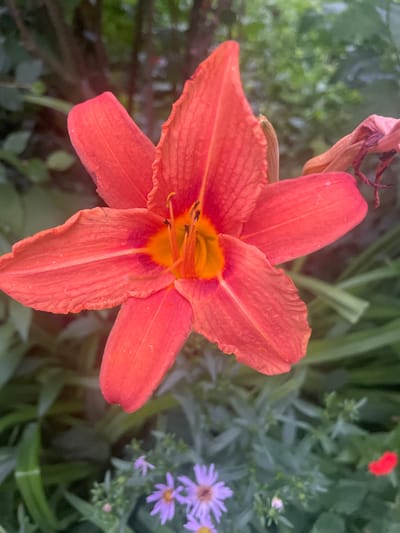 An extreme close-up shot focuses on a vibrant orange lily flower. The lily's six petals, characterized by delicate veins and slightly ruffled edges, radiate outwards from a bright yellow-orange center. Stamens tipped with dark anthers are visible within the bloom. In the background, out-of-focus greenery and foliage provide a soft, natural setting. In the lower portion of the frame, smaller, delicate purple flowers add a contrasting splash of color. A dried, brown remnant of a previous lily bloom is visible to the upper right. The image appears to be taken outdoors in a garden environment, possibly in the city of Otradnoye, Russia, given the presence of flora commonly found in temperate regions. There are no people or specific man-made structures depicted in the image.